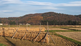 たも木に刈り取った稲が干されている花巻市東十二丁目のたんぼ風景