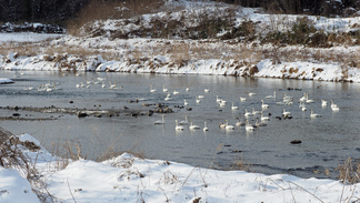 花巻市太田地内の豊沢川に集まる白鳥の写真