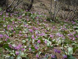 写真2：カタクリの花が咲く公園内