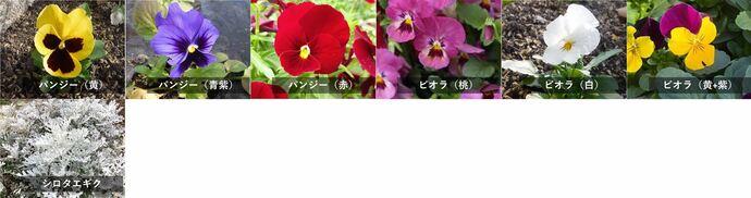 令和7年度に配布予定の秋苗