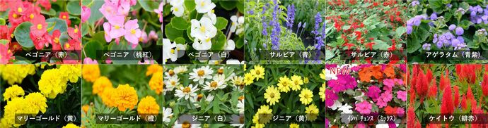 令和7年度に配布する夏苗