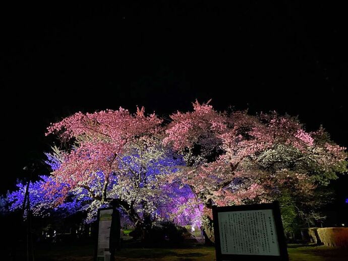 桜ライトアップ