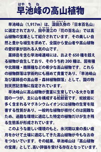 早池峰の高山植物の紹介