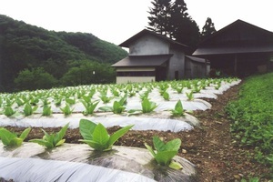 乾燥倉と葉たばこ畑