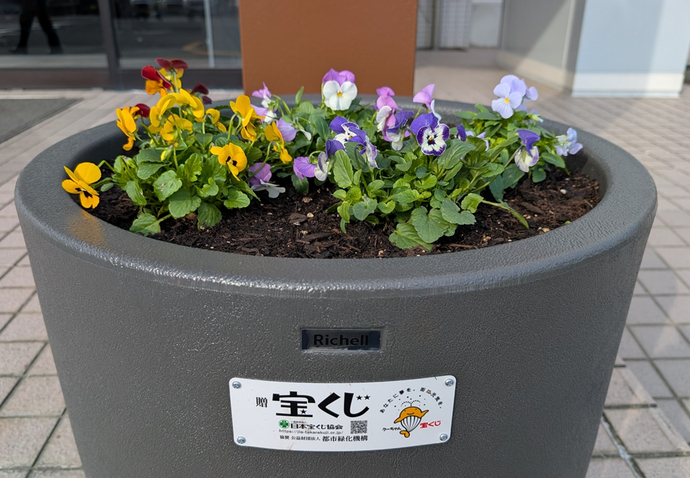 ビオラとチューリップの球根を植えました