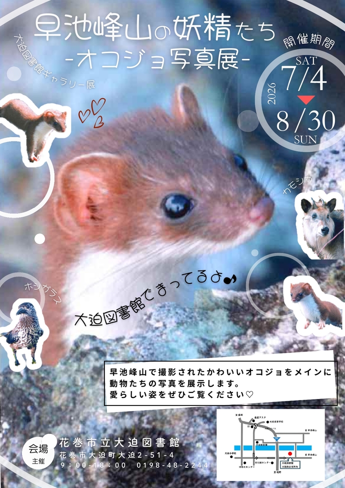 ギャラリー展《早池峰山の妖精たち-オコジョ写真展-》